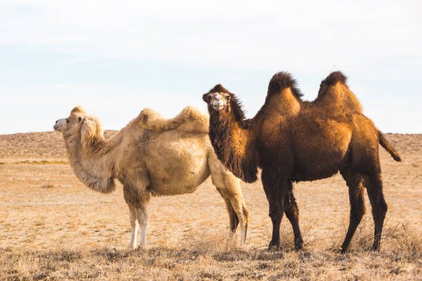 istock Two Bactrian camels in the steppe. Kazakhstan 1447188197