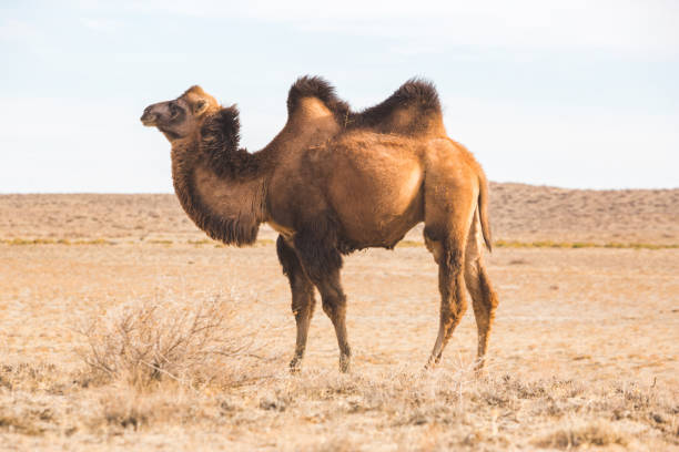 istock One Bactrian camel in the steppe. Kazakhstan 1447188214