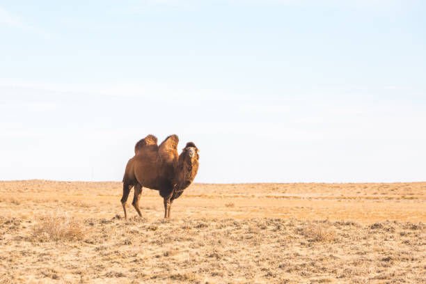 istock One Bactrian camel in the steppe. Kazakhstan 1447188239