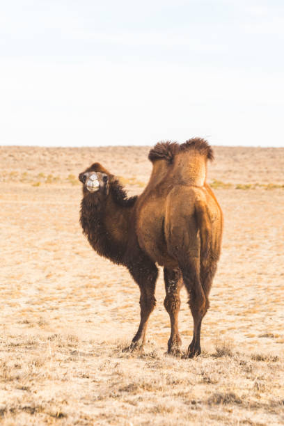 istock One Bactrian camel in the steppe. Kazakhstan 1447188259