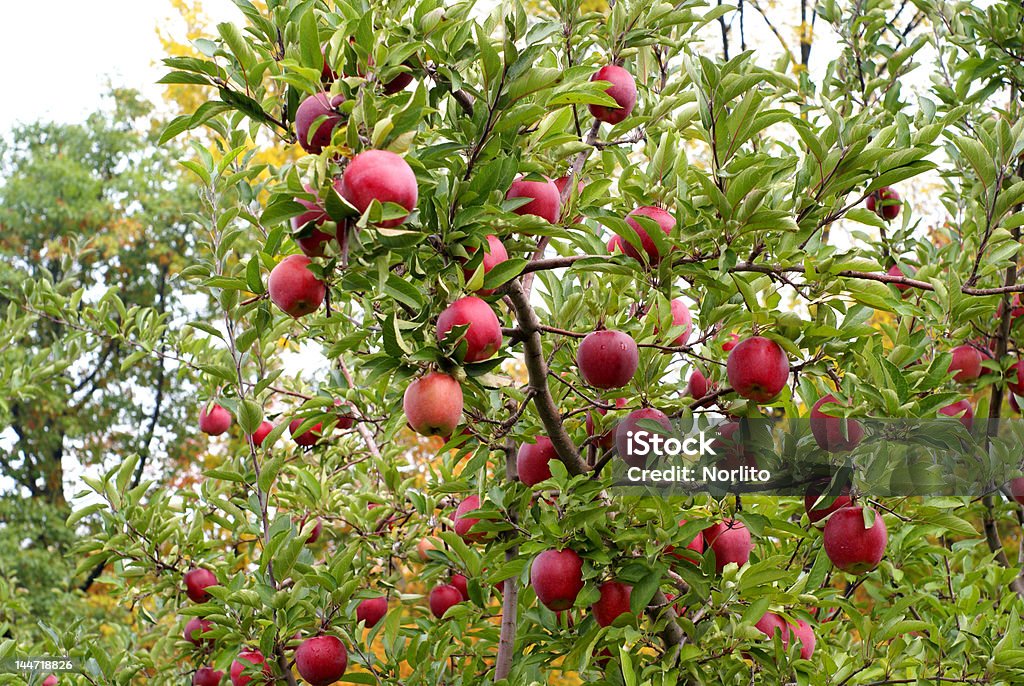 apple - Lizenzfrei Apfel Stock-Foto