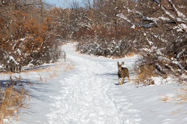 cervo mulo sul sentiero escursionistico del roxborough state park in colorado - denver colorado park footpath walking foto e immagini stock