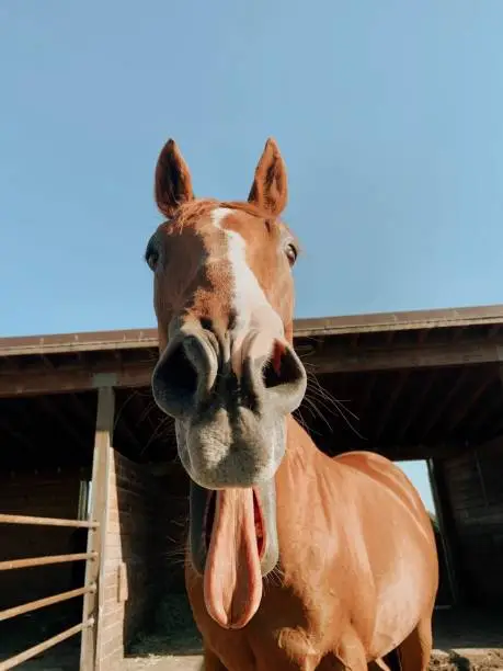 Funny chestnut thoroughbred with tongue sticking out making funny face
