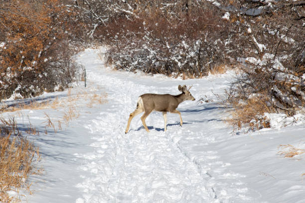 cervo mulo sul sentiero escursionistico del roxborough state park in colorado - denver colorado park footpath walking foto e immagini stock