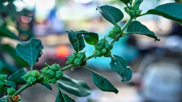 アシュワガンダの茎の新鮮な緑の葉、薬草植物、ウィタニアソムニフェラとしても知られています。 - gooseberry fruit growth green ストックフォトと画像