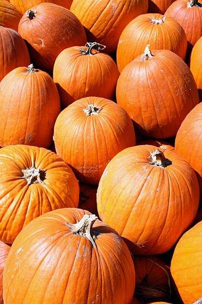 Pumpkins Galore stock photo