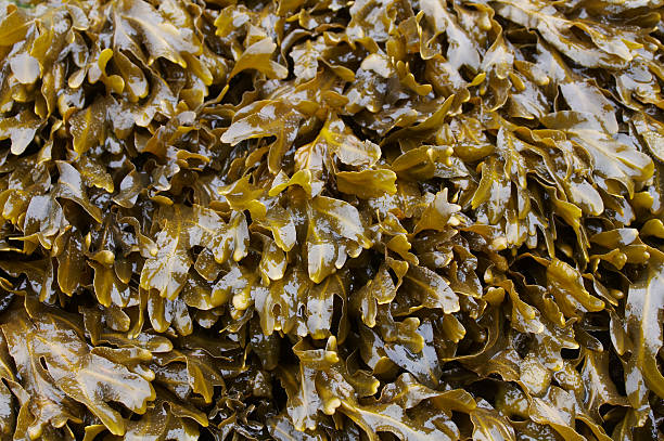 istock Close-up of Seaweed 144719027