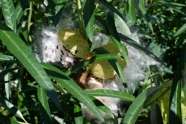 istock Balloon milkweed gossamer seed case 1447190362