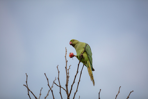 Green parrots, which were seen in only a few parks in previous years, are now seen in almost all parks and gardens. These parrots, which slowly settle in Istanbul in crowded flocks, were actually seen only in 3 city parks, namely Fenerbahçe Park, Yıldız Park a few years ago, but now they can be found in the streets and parks of almost every district.