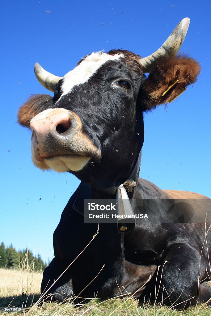 Cow Portrait of a cow Agricultural Field Stock Photo