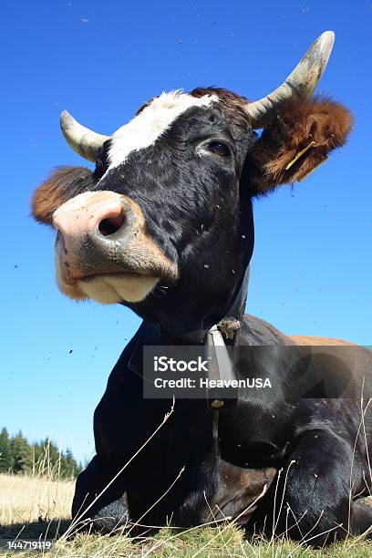 Cow Stock Photo - Download Image Now - Agricultural Field, Agriculture, Animal Body Part