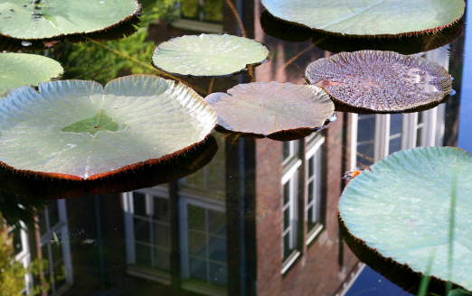 The botanical garden of Amsterdam, called hortus botanicus. One of the eldest in the world. 