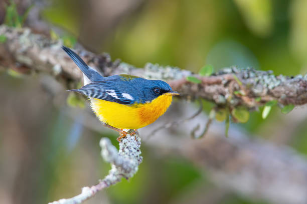 Tropical Parula (Setophaga pitiayumi) a small and colorful songbird perched on a tree branch on a sunn.
