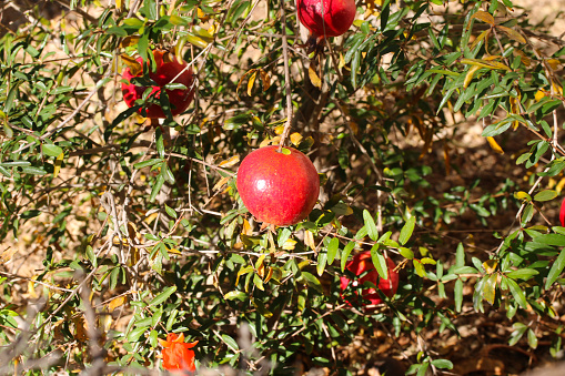 Red pomegranate fruits hanging from little twigs of a small shrub