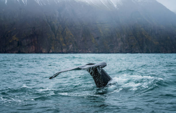 Humback whale on Husavik
