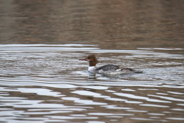 istock Common Merganser (female) (mergus serrator) swimming in a pond 1447196090