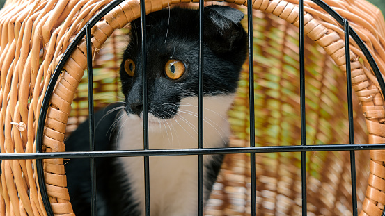 Cat carrier Sad  kitten behind the bars of a carrier. in Nuremberg, Bavaria, Germany