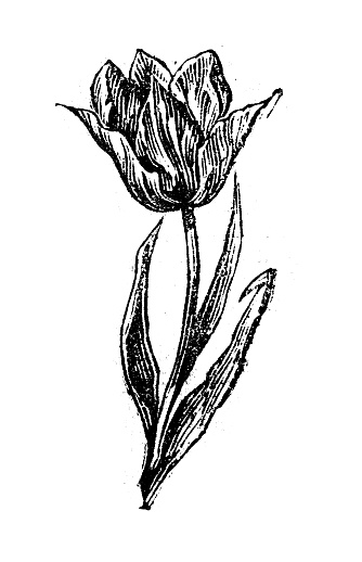 Antique engraving illustration: Tulip