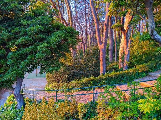 Green park in evening sunlight, Jardins do Palacio de Cristal, Porto, Porto