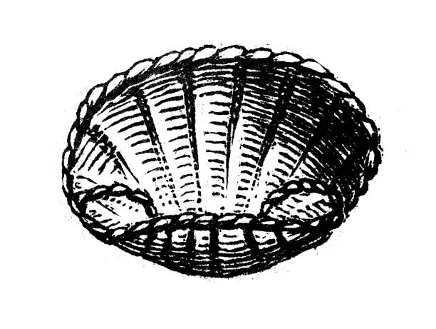 Antique engraving illustration:  Winnowing basket