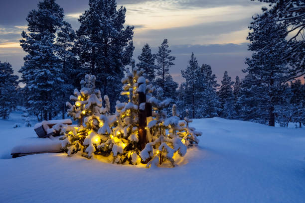 istock Sunset in the snowy forest 1447197494