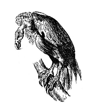 Antique engraving illustration: Vulture