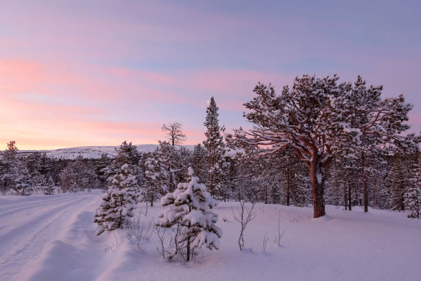istock Sunset in the snowy forest 1447197560