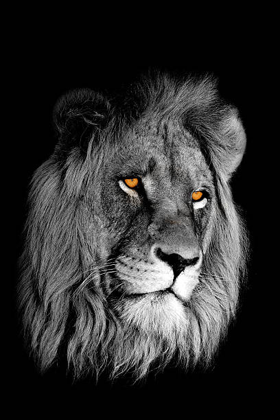 istock African lion portrait 144719774