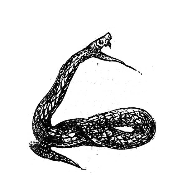 ilustraciones, imágenes clip art, dibujos animados e iconos de stock de ilustración de grabado antiguo: viper - european adder illustrations