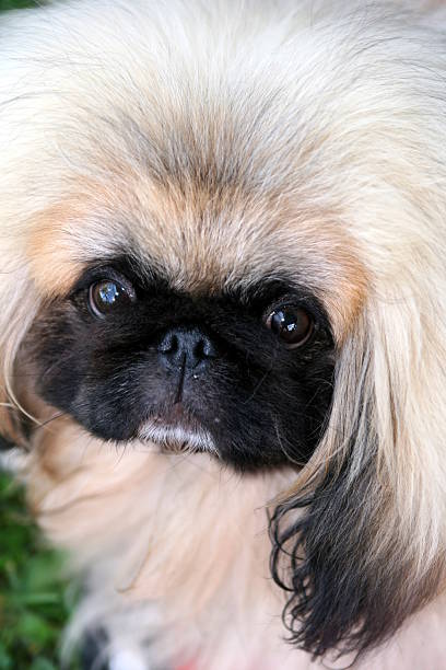 pekingese head stock photo