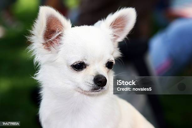 Small Short Haired Chihuaua Stock Photo - Download Image Now - Animal, Animal Attribute, Animal Body Part