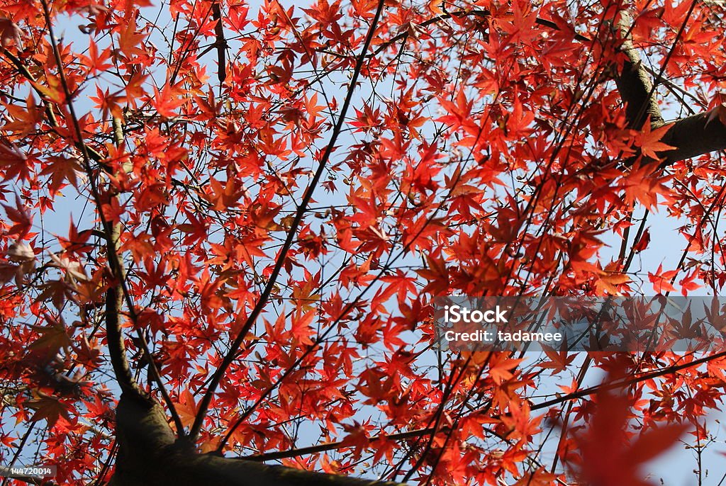 maple - Royalty-free Acácia-rubra Foto de stock