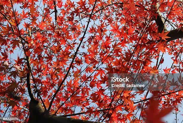 Maple - Fotografias de stock e mais imagens de Acácia-rubra - Acácia-rubra, Amarelo, Amizade