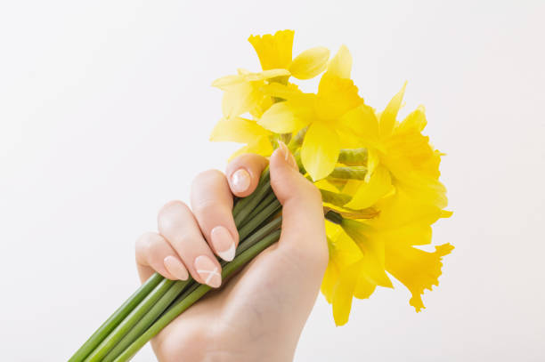 yellow spring flowers in womans hand white background
