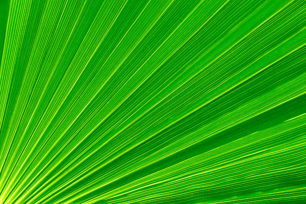 Cтоковое фото Дерево пальмы листьев