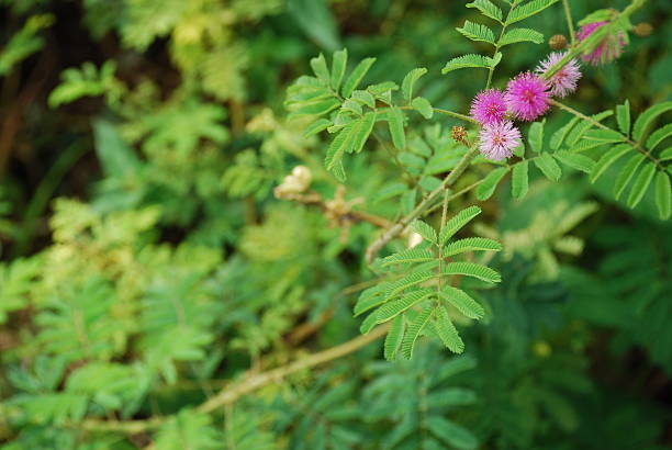 Dormideira (Mimosa Pudica - fotografia de stock