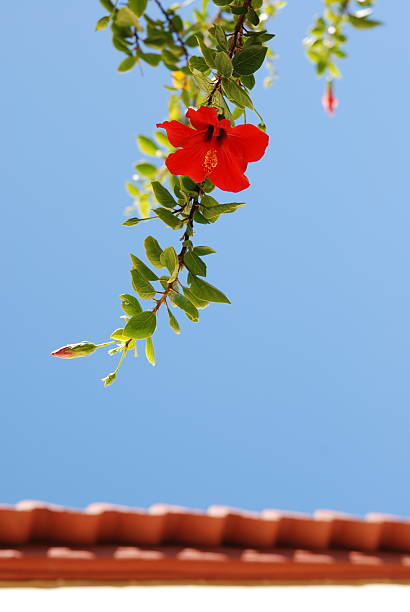 Red flower above the roof stock photo