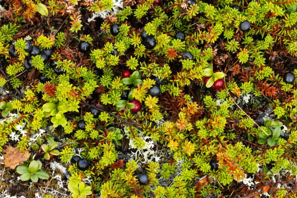 A mixture of ripe Black crowberries and Lingonberries in the middle of low evergreen shrubs in Urho Kekkonen National Park, Northern Finland