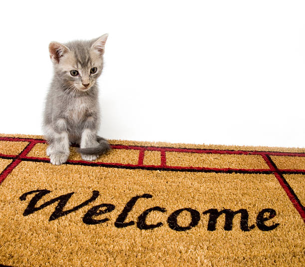 Am I really welcome to poop on this carpet