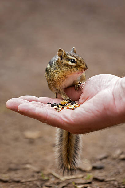 istock Chipmunk Eating out of Man's Hand - Curious 144720497