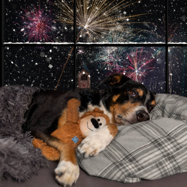 Dog looks out the window and watching the fireworks