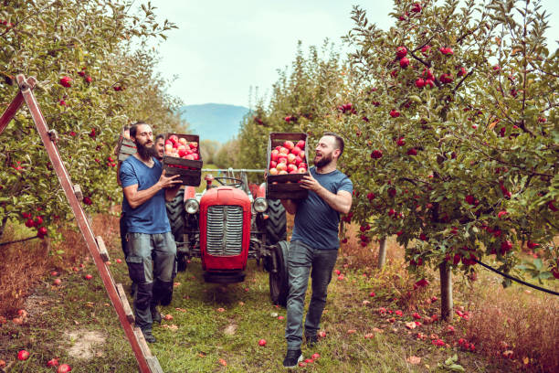 istock Smiling Workers Ready To Harvest More Apples On Orchard 1447205562