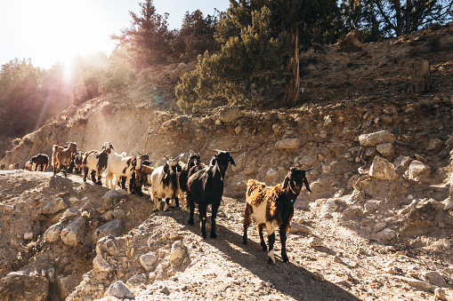 Herd of Long Haired mountain goats walk on the footpath in the Himalayas mountains at the sunset