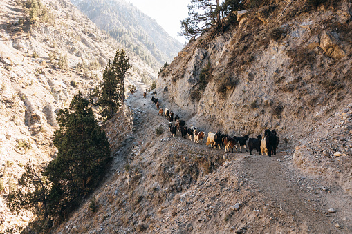 Yaks in Langtang valley with Langshisha Ri mout - Nepal