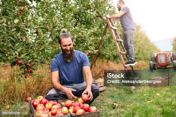 Happy Workers Enjoying Rich Apple Yield During Harvest Stock Photo - Download Image Now