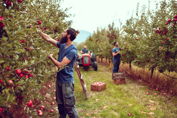 istock Busy Day On Orchard For Workers Harvesting Apples 1447208335