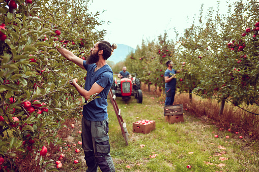 Busy Day On Orchard For Workers Harvesting Apples