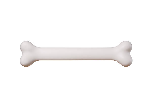 Picture of a very smooth white bone on a white background