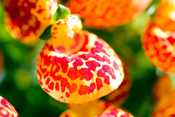 Beauty in nature. Calceolaria Herbeohybrida flowers. calceolaria stock pictures, royalty-free photos & images