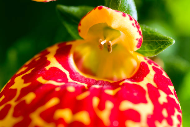 Calceolaria Herbeohybrida flowers.